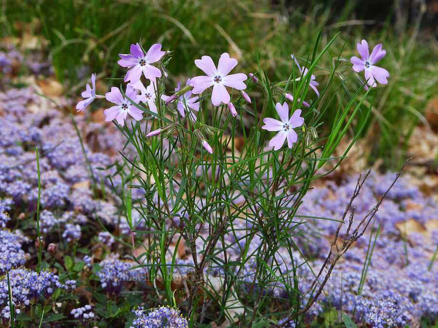 showy phlox & mahala mat (Phlox speciosa, Ceanothus prostratus) [Glenwood Highway, Klickitat County, Washington]
