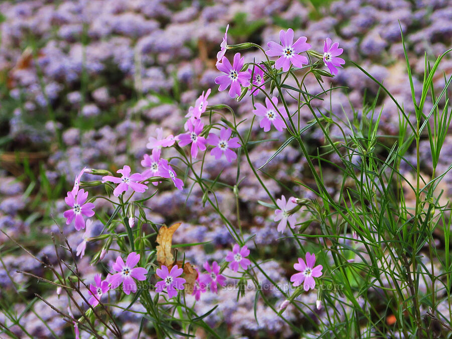 showy phlox & mahala mat (Phlox speciosa, Ceanothus prostratus) [Glenwood Highway, Klickitat County, Washington]