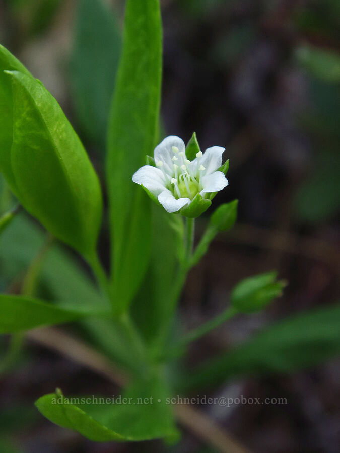 big-leaf sandwort (Moehringia macrophylla (Arenaria macrophylla)) [Outlet Falls Viewpoint, Klickitat County, Washington]