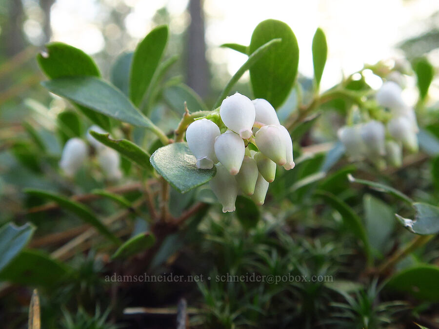 bearberry flowers (Arctostaphylos uva-ursi) [Outlet Falls Viewpoint, Klickitat County, Washington]