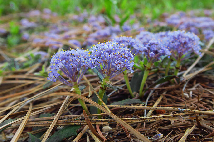 mahala mat (Ceanothus prostratus) [Outlet Falls Viewpoint, Klickitat County, Washington]
