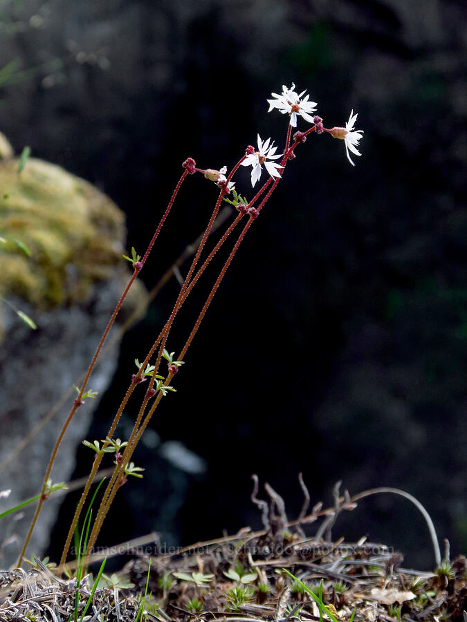 prairie stars (Lithophragma glabrum) [Outlet Falls Viewpoint, Klickitat County, Washington]