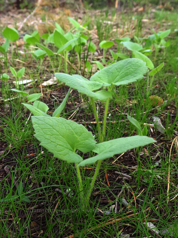 heart-leaf arnica leaves (Arnica cordifolia) [Outlet Falls Viewpoint, Klickitat County, Washington]