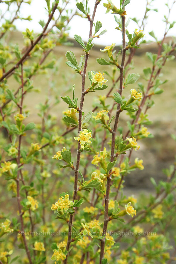 antelope bitter-brush (Purshia tridentata) [McNary National Wildlife Refuge, Umatilla County, Oregon]