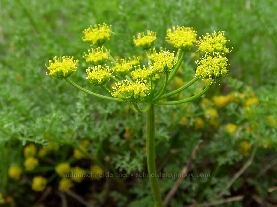 turpentine spring-parsley (Cymopterus terebinthinus var. terebinthinus (Pteryxia terebinthina)) [McNary National Wildlife Refuge, Umatilla County, Oregon]