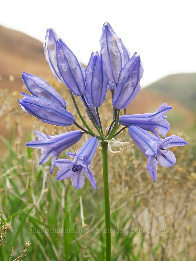 large-flowered triteleia (Triteleia grandiflora) [McNary National Wildlife Refuge, Umatilla County, Oregon]