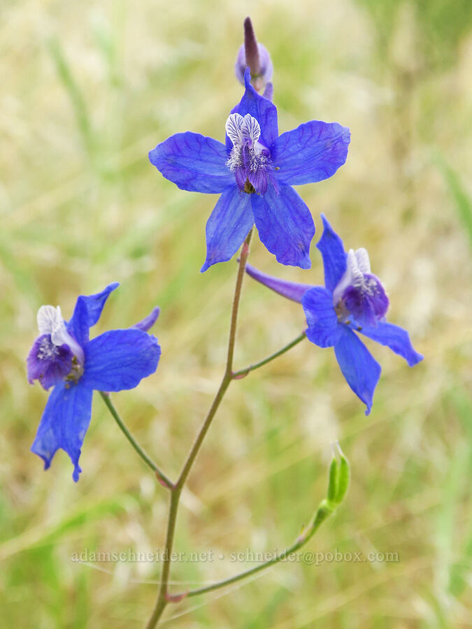 upland larkspur (Delphinium nuttallianum) [McNary National Wildlife Refuge, Umatilla County, Oregon]