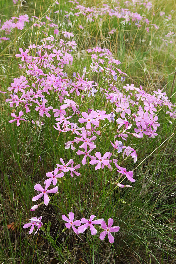 long-leaf phlox (Phlox longifolia) [McNary National Wildlife Refuge, Umatilla County, Oregon]