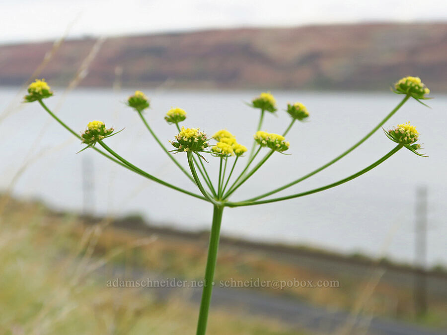 nine-leaf desert parsley (Lomatium triternatum) [McNary National Wildlife Refuge, Umatilla County, Oregon]