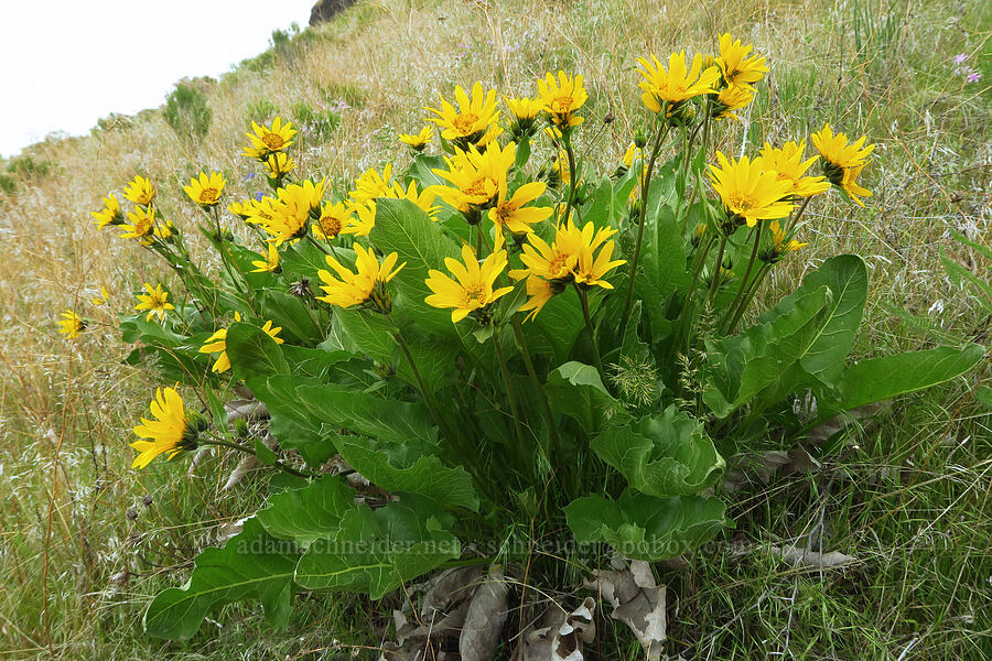 Carey's balsamroot (Balsamorhiza careyana) [McNary National Wildlife Refuge, Umatilla County, Oregon]