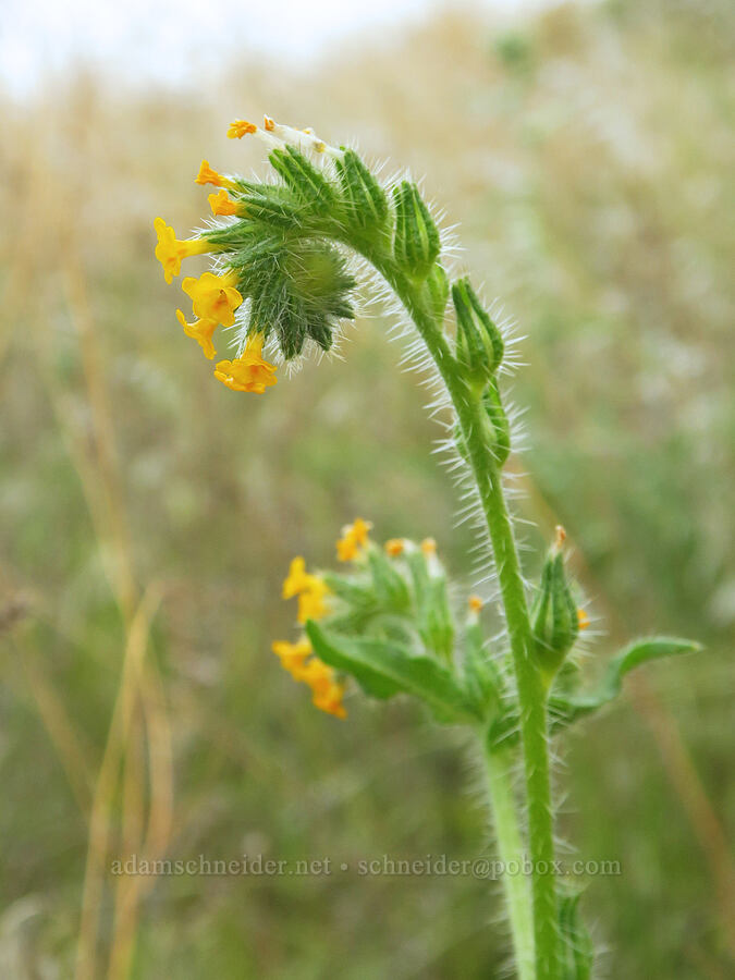 fiddleneck (Amsinckia menziesii) [McNary National Wildlife Refuge, Umatilla County, Oregon]