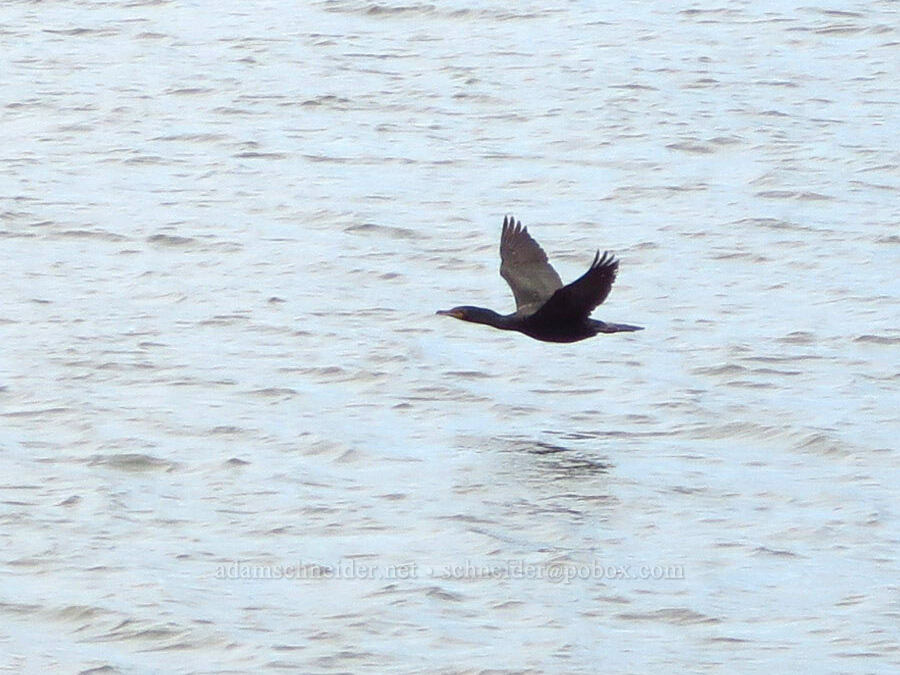 double-crested cormorant (Nannopterum auritum (Phalacrocorax auritus)) [U.S. Highway 730, Walla Walla County, Washington]