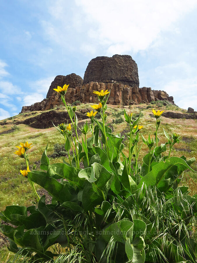 Carey's balsamroot (Balsamorhiza careyana) [Twin Sisters, Walla Walla County, Washington]