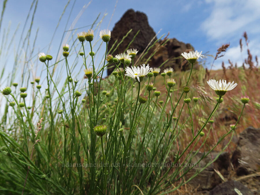thread-leaf fleabane (Erigeron filifolius) [Twin Sisters, Walla Walla County, Washington]