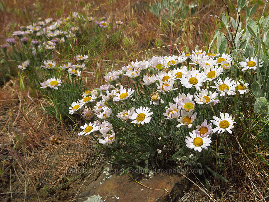 cushion fleabane (Erigeron poliospermus) [Twin Sisters, Walla Walla County, Washington]