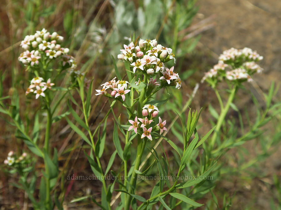 bastard toadflax (Comandra umbellata) [Twin Sisters, Walla Walla County, Washington]