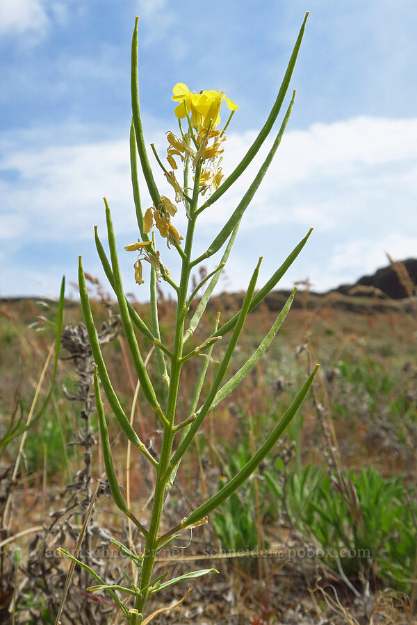 pale wallflower seed pods (Erysimum occidentale) [Twin Sisters, Walla Walla County, Washington]