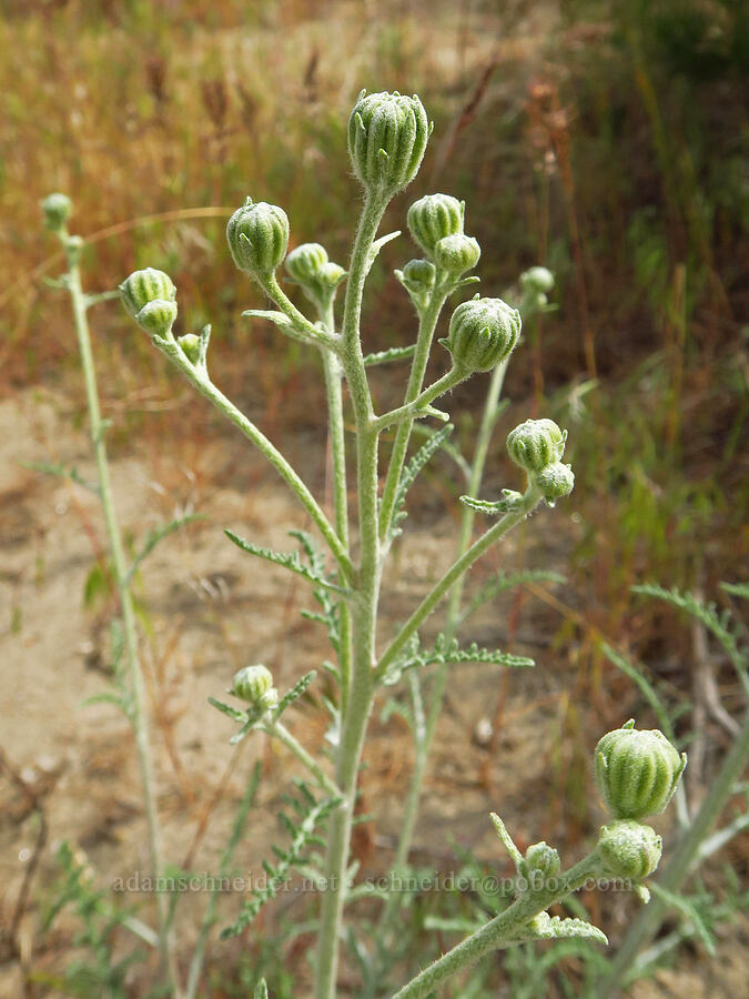 Douglas' pincushion, budding (Chaenactis douglasii) [Twin Sisters, Walla Walla County, Washington]