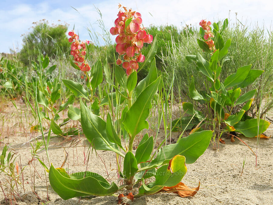 veiny/winged dock (Rumex venosus) [Twin Sisters, Walla Walla County, Washington]