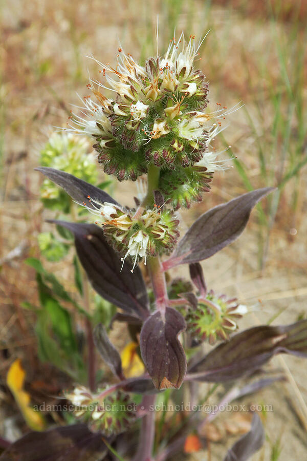 phacelia (Phacelia hastata) [Twin Sisters, Walla Walla County, Washington]