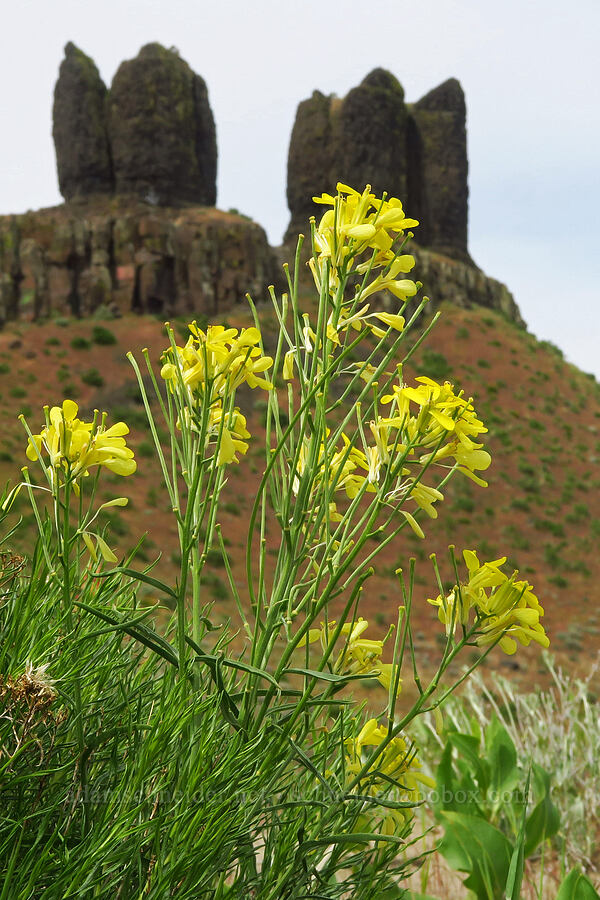 pale wallflower (Erysimum occidentale) [Twin Sisters, Walla Walla County, Washington]