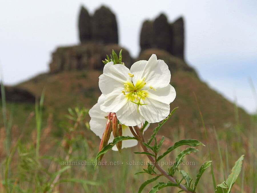 pale evening-primrose (Oenothera pallida) [Twin Sisters, Walla Walla County, Washington]