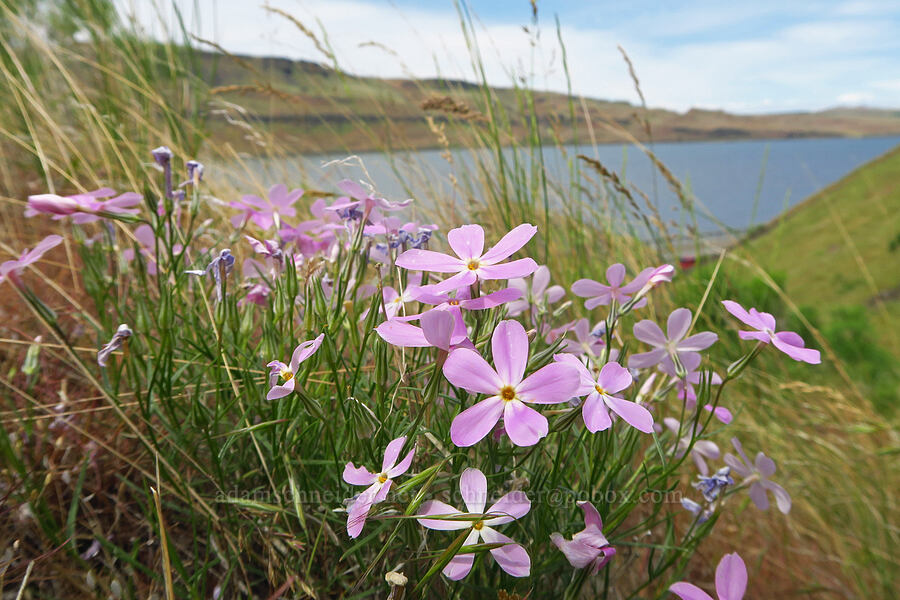 long-leaf phlox (Phlox longifolia) [Twin Sisters, Walla Walla County, Washington]