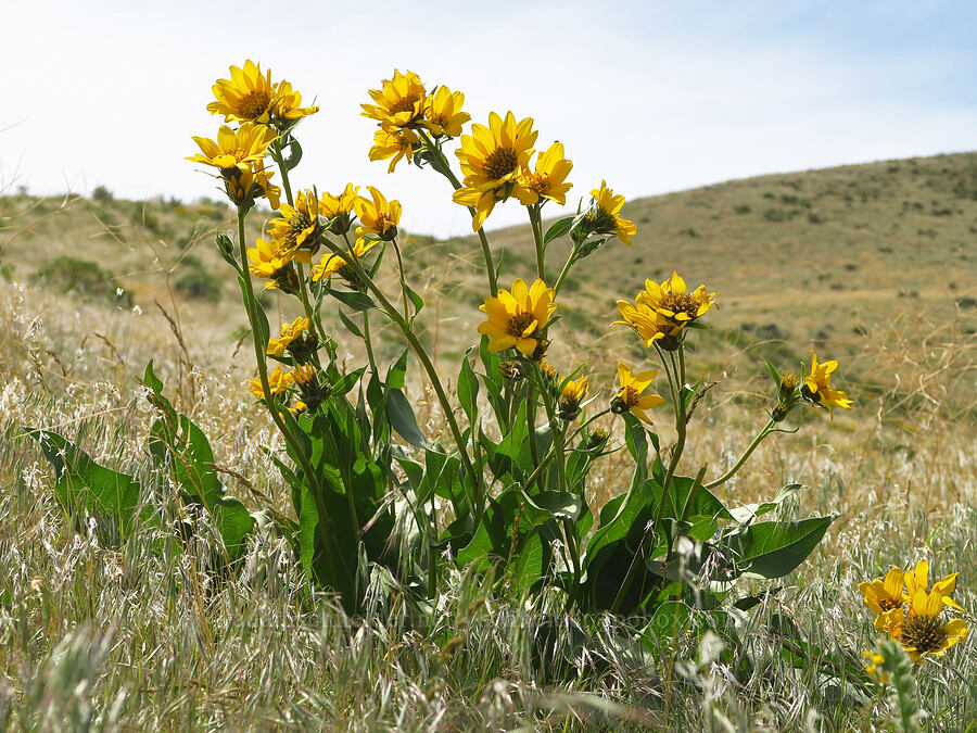 Carey's balsamroot (Balsamorhiza careyana) [Badger Mountain, Benton County, Washington]