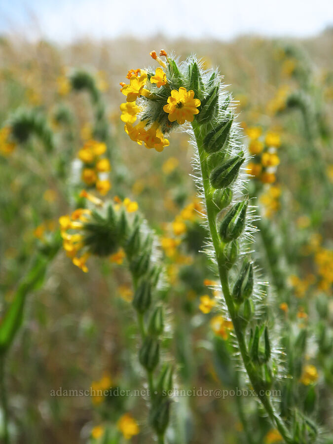 fiddleneck (Amsinckia menziesii) [Badger Mountain, Benton County, Washington]
