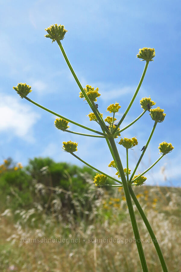 nine-leaf desert parsley (Lomatium triternatum) [Badger Mountain, Benton County, Washington]