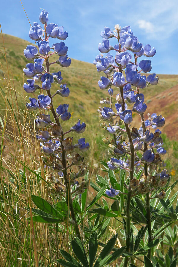 lupines (Lupinus sp.) [Badger Mountain, Benton County, Washington]