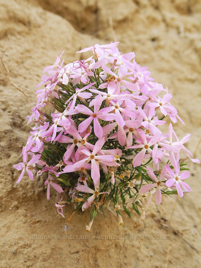 long-leaf phlox (Phlox longifolia) [Badger Mountain, Benton County, Washington]
