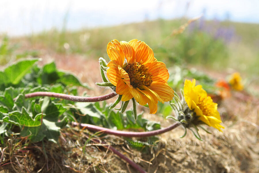 rosy balsamroot (Balsamorhiza rosea) [Badger Mountain, Benton County, Washington]
