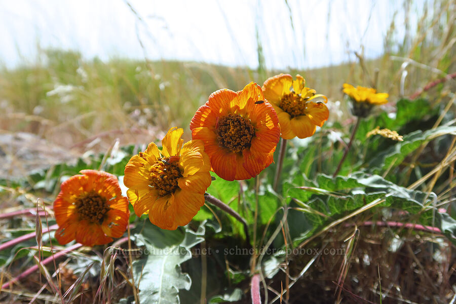 rosy balsamroot (Balsamorhiza rosea) [Badger Mountain, Benton County, Washington]