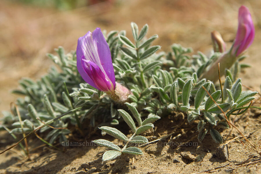 woolly-pod milk-vetch (Astragalus purshii) [Badger Mountain, Benton County, Washington]