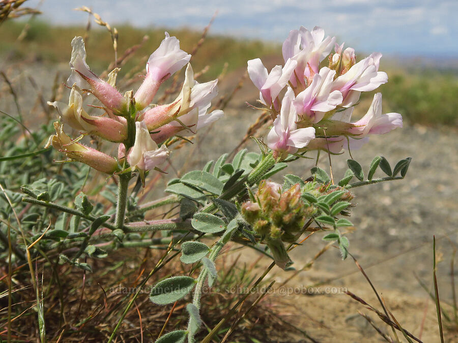 Columbia milk-vetch (Astragalus succumbens) [Badger Mountain, Benton County, Washington]