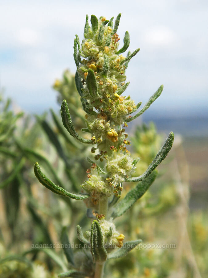 winter-fat (Krascheninnikovia lanata (Ceratoides lanata)) [Badger Mountain, Benton County, Washington]
