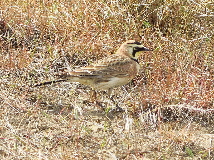 horned lark (Eremophila alpestris) [Badger Mountain, Benton County, Washington]