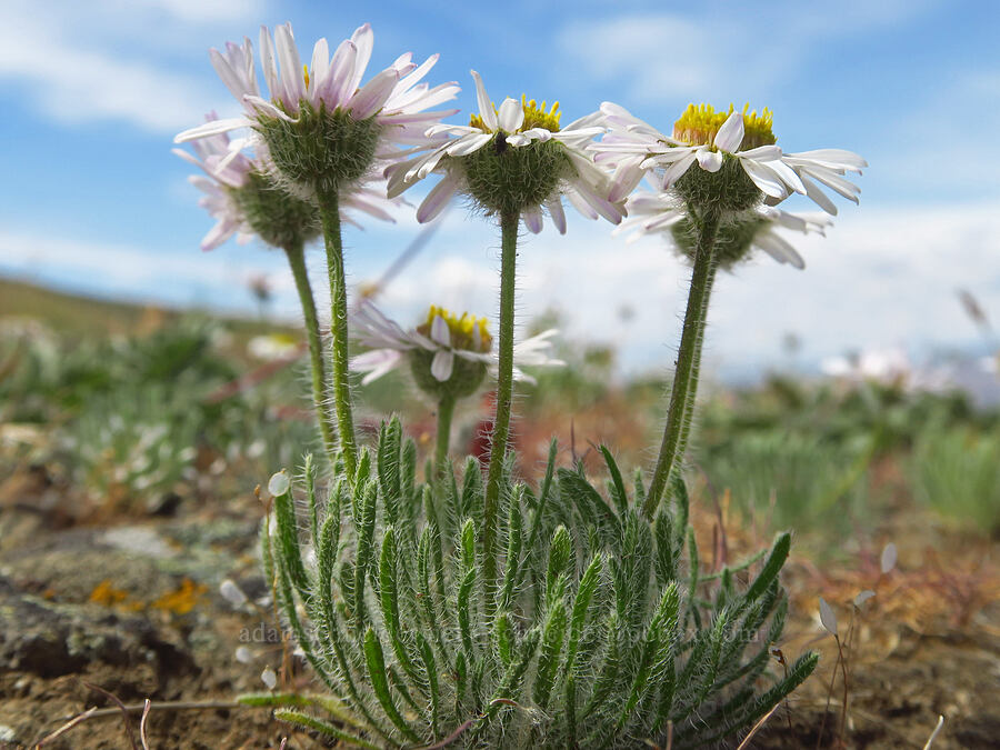 cushion fleabane (Erigeron poliospermus) [Badger Mountain, Benton County, Washington]