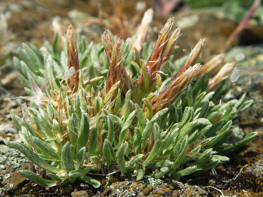 low pussy-toes, female flowers (Antennaria dimorpha) [Badger Mountain, Benton County, Washington]