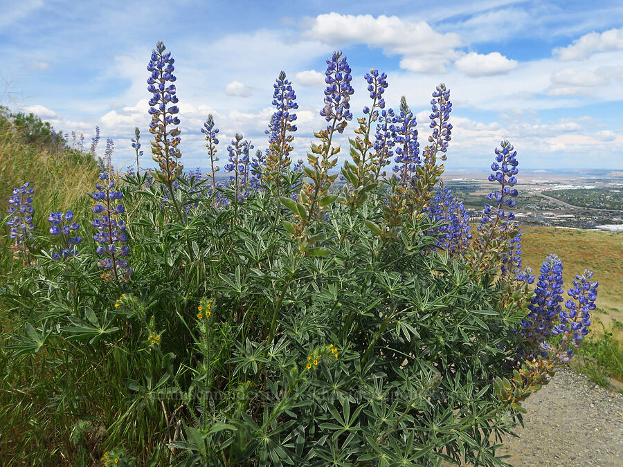 lupines (Lupinus sp.) [Badger Mountain, Benton County, Washington]
