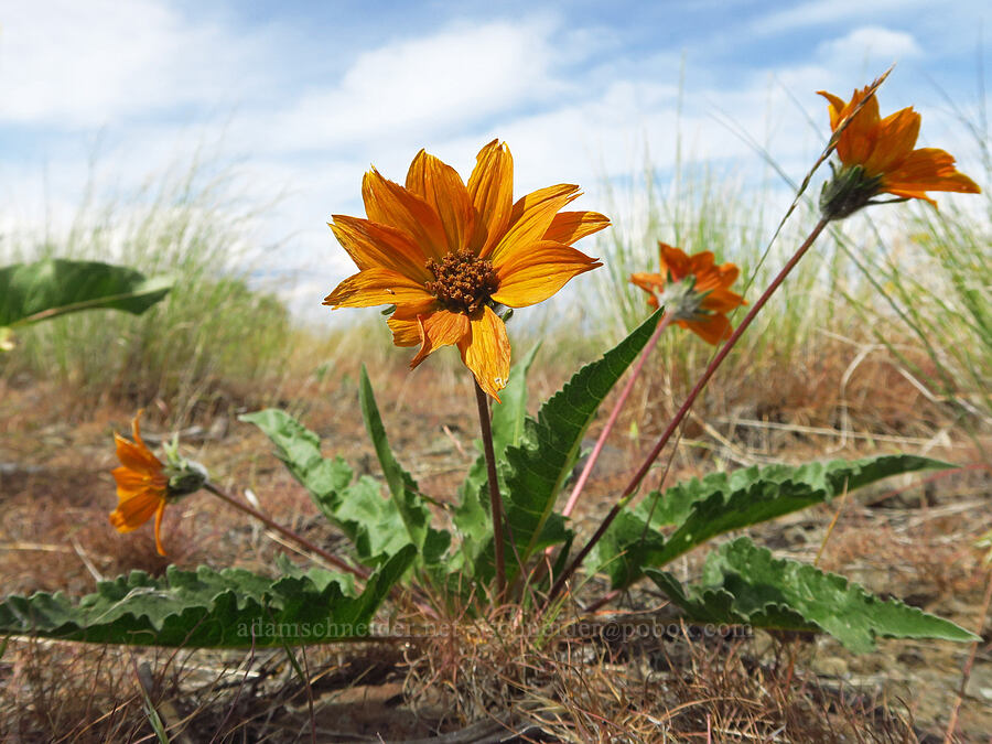 hybrid rosy balsamroot (Balsamorhiza rosea x careyana) [Badger Mountain, Benton County, Washington]