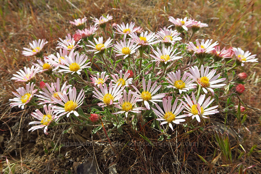 showy townsendia (Townsendia florifer (Townsendia florifera)) [Badger Mountain, Benton County, Washington]