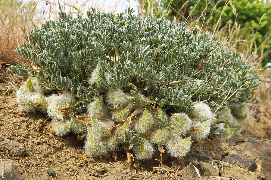 woolly-pod milk-vetch pods (Astragalus purshii) [Badger Mountain, Benton County, Washington]