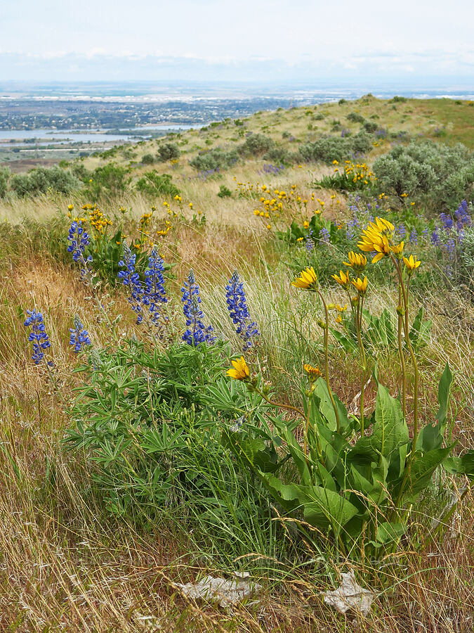 balsamroot & lupines (Balsamorhiza careyana, Lupinus sp.) [Badger Mountain, Benton County, Washington]