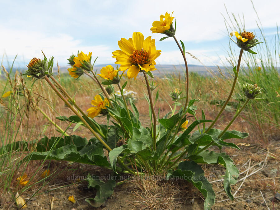 hybrid rosy balsamroot (Balsamorhiza rosea x careyana) [Badger Mountain, Benton County, Washington]