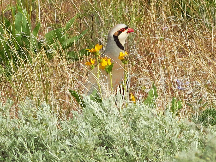 chukar (Alectoris chukar) [Badger Mountain, Benton County, Washington]
