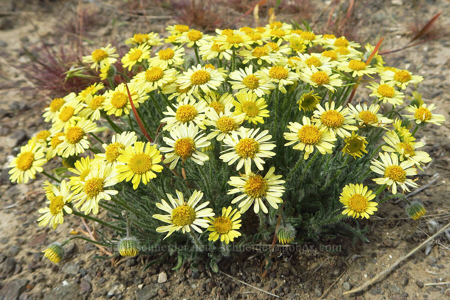 Piper's daisies (Erigeron piperianus) [Badger Mountain, Benton County, Washington]