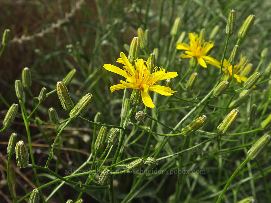 slender hawksbeard (Crepis atribarba) [Badger Mountain, Benton County, Washington]