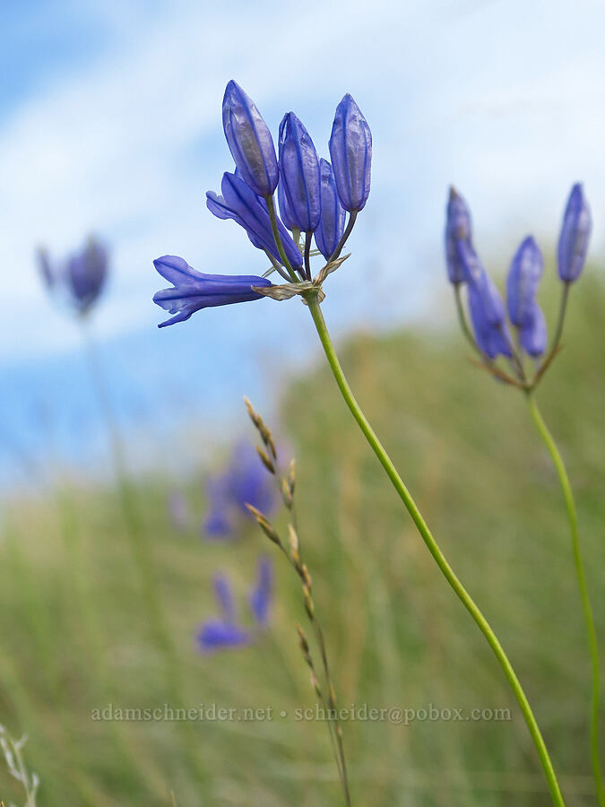 large-flowered triteleia (Triteleia grandiflora) [Horse Heaven Hills, Benton County, Washington]